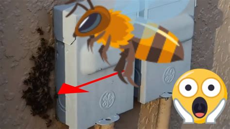 bees in electrical box|who to call remove bees.